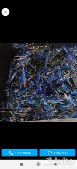 Австралийский рак