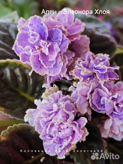 Сортовые фиалки