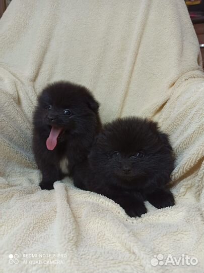 Щенки шпица