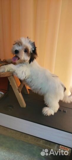 Малыши йорки