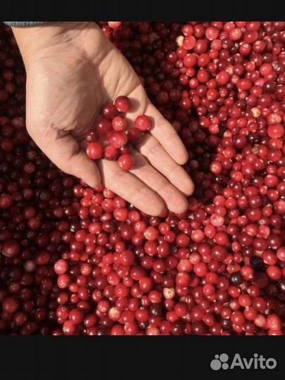 Клюква свежая