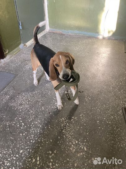 Эстонская гончая