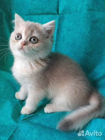 Девочка голубое золото