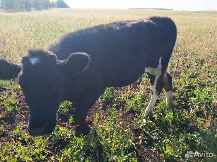 Телята(тёлочки)