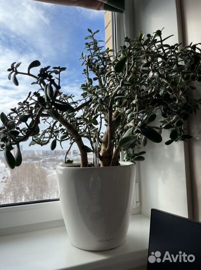 Толстянка 80см, в горшке с автополивом Lechuza