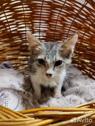 Котёнок