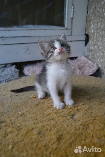 Красоточка девчуля