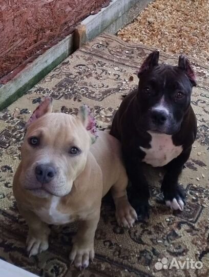 Девочка Американский Булли