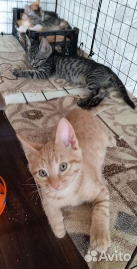 Рыжий ласковый котёнок 2 мес ищет семью