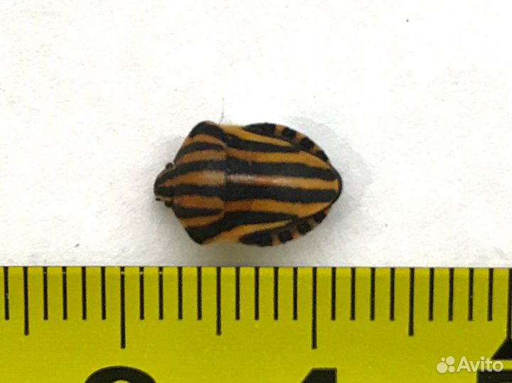 Насекомое Graphosoma lineatum (кмв)