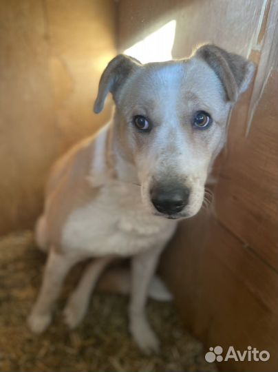 Собака со взгрустным взглядом в приюте