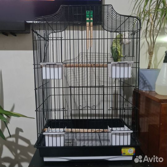 Ожереловый попугай