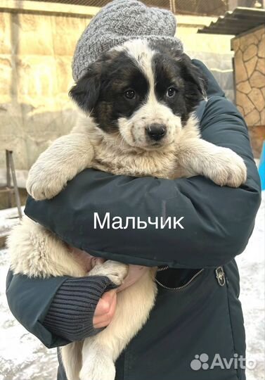 Щенки в добрые руки мальчишки и девчонки