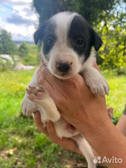 Щенки в добрые руки