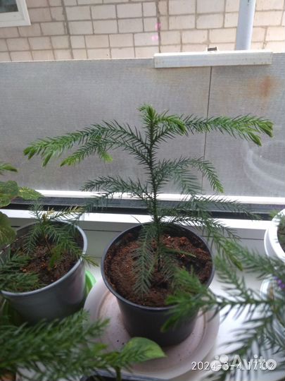 Филодендрон, Араукария