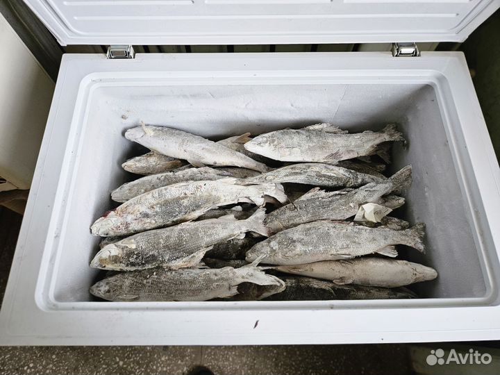 Рыба Хариус с/м крупный,свежий завоз