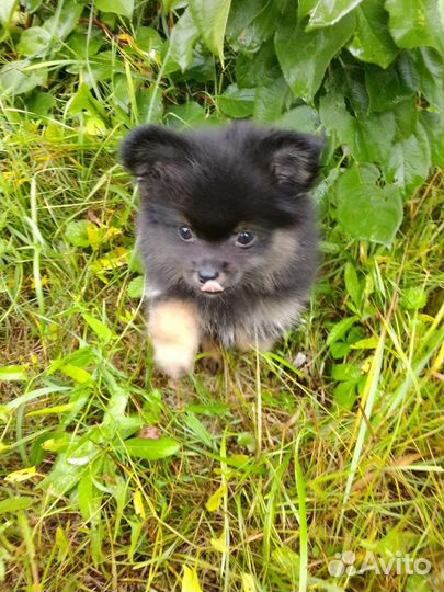 Щенки шпица