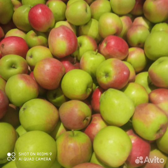 Яблоки оптом