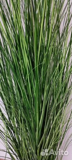 Осока искусственная высокая