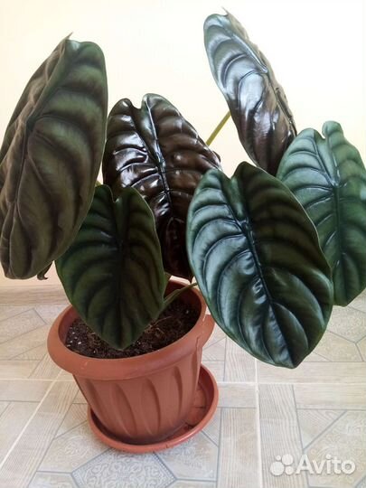 Red secret алоказия и клубни