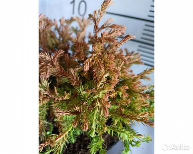 Туя западная Голден Таффет