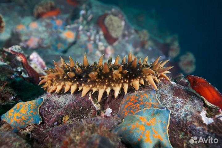 Трепанг на меду качество 50 на 50. Вес 650гр