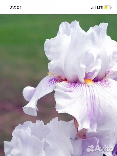 Сортовые ирисы