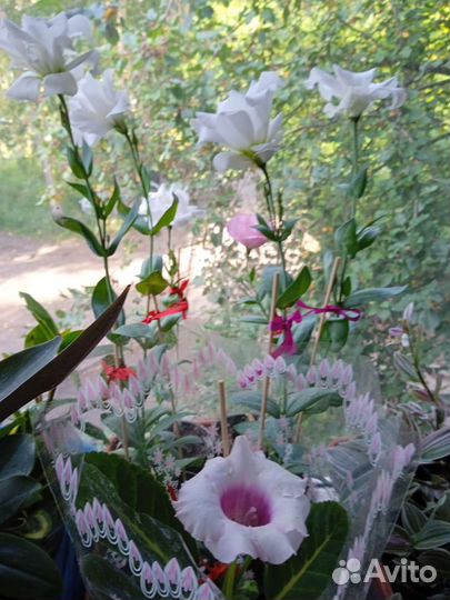 Эустома 100р