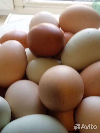 Инкубационное яйцо