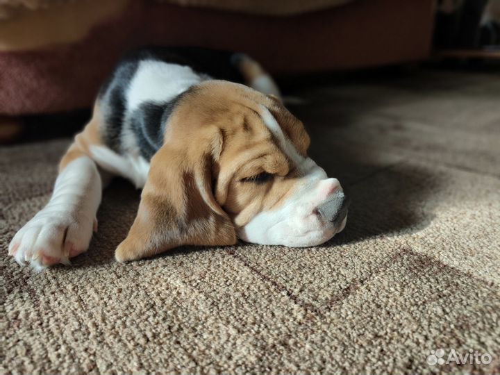 Щенки бигль