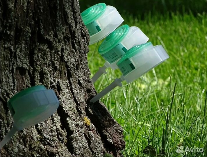 Обработка и лечение деревьев от грибка и короеда