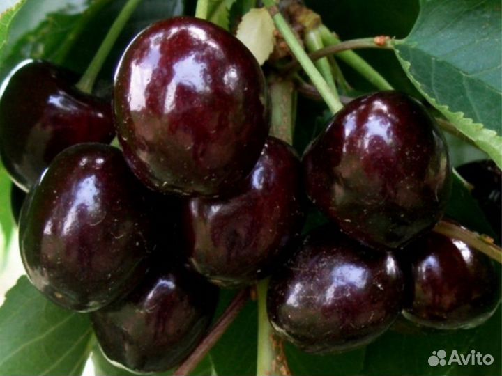Саженцы черешни