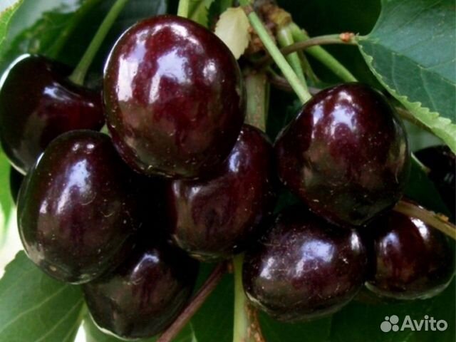 Саженцы черешни