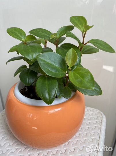 Комнатные растения,пеперомии разные