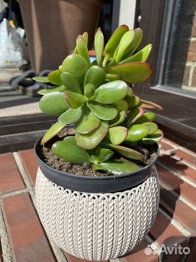 Комнатные растения Кливия, Алоэ, Толстянка