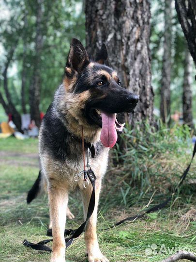 Немецкая овчарка вязка