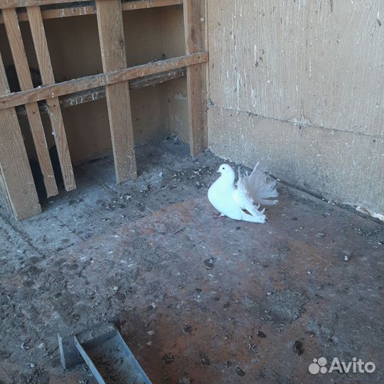 Голуби павлины