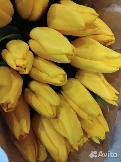 Луковицы тюльпана после выгонки расцветки микс