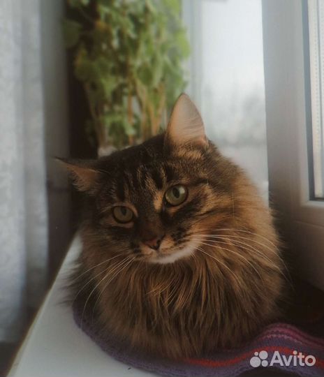 Кошка в добрые руки