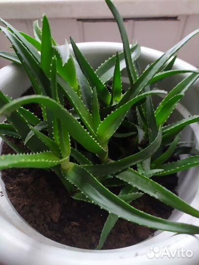 Аллоэ вера, молодые отростки с корнями