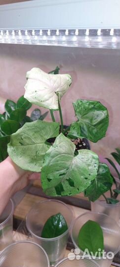 Сингониумы сортовые