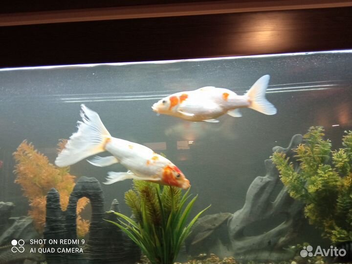 Продам карпа кои