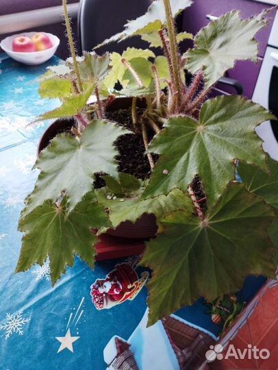 Продам цветы комнатные