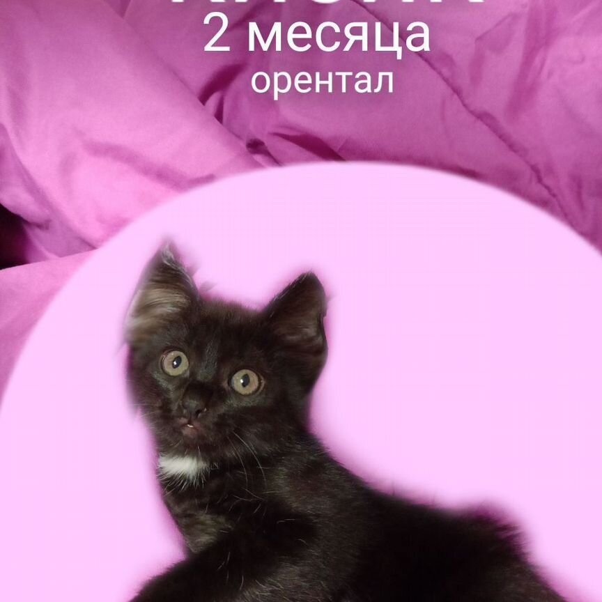 Котята ориенталы