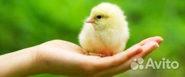 Бройлер суточный Кобб 500 и Росс 308 в Тарасовском