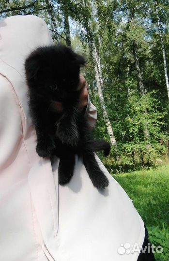 Вислоухие котята в добрые руки