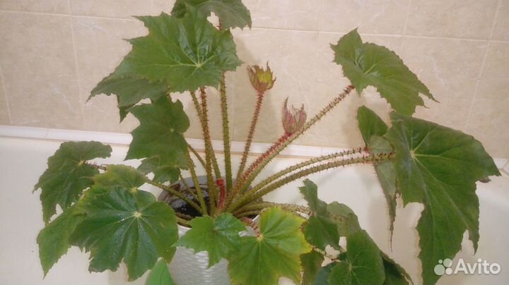 Шикарная бегония в офис