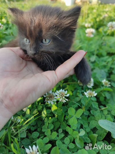 Котята в добрые руки бесплатно
