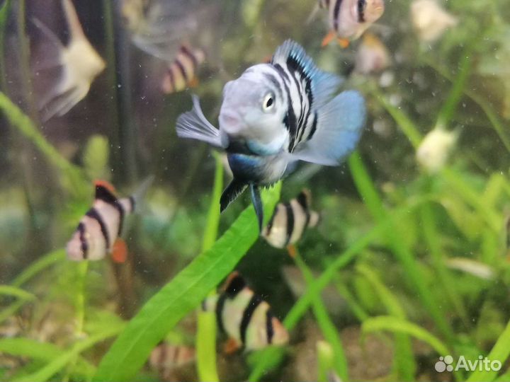 Аквариумные рыбки. Попугай сапфировый