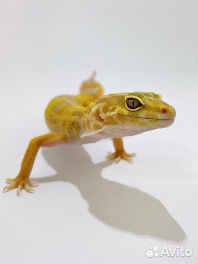 Пятнистый эублефар (леопардовый геккон)